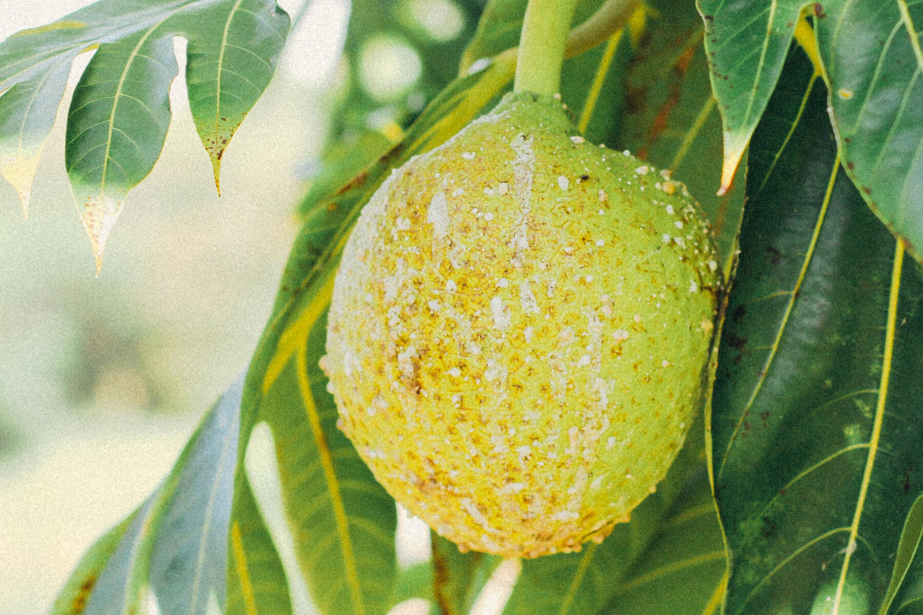A photo of Hawaiian ʻUlu (breadfruit), taken from Kauaʻi, Hawaiʻi.