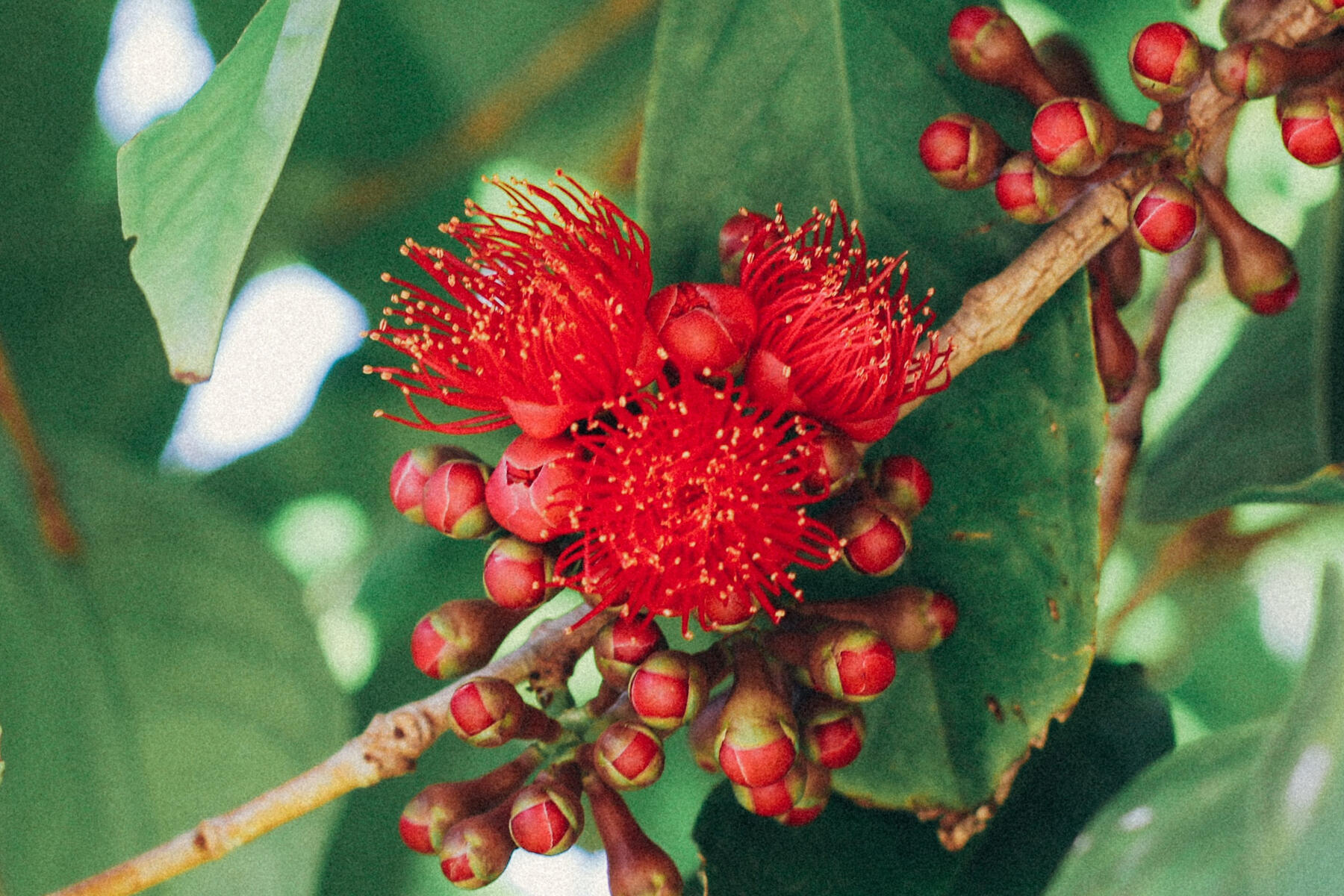 A medium close-up photo of the ʻŌhiʻa Ai (Mountain Apple) blooms, before fruiting. Taken from Kauaʻi, Hawaiʻi